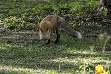 red fox