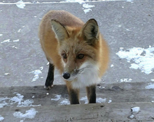 red fox