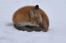 red fox