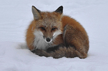 red fox