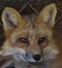 red fox