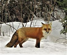 red fox