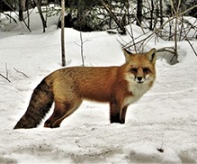 red fox