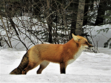 red fox