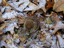 southern red-backed vole