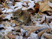 southern red-backed vole