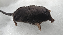 star-nosed mole
