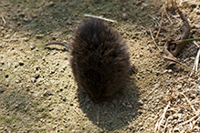 Western Meadow Vole