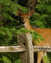 white-tailed deer