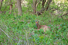 white-tailed deer