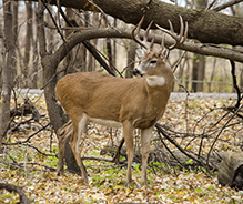 white-tailed deer