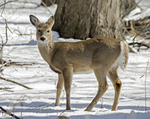 white-tailed deer