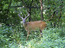 white-tailed deer