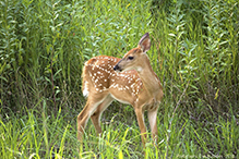 white-tailed deer