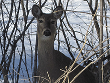 white-tailed deer