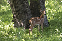 white-tailed deer