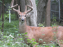 white-tailed deer