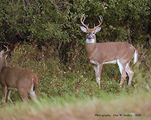 white-tailed deer