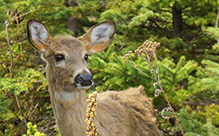 white-tailed deer