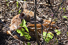 whitetail deer