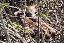 whitetail deer