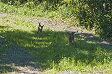 whitetail deer