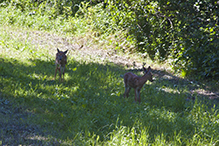 whitetail deer