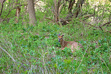 whitetail deer