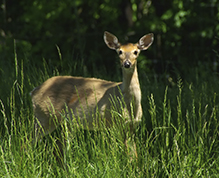 whitetail deer