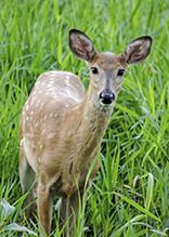 whitetail deer