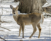 whitetail deer