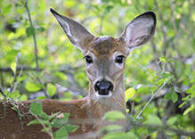 whitetail deer