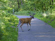 whitetail deer