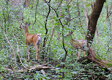 whitetail deer