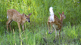 whitetail deer