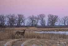 whitetail deer