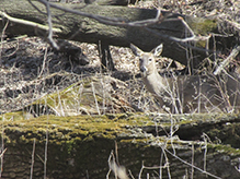 whitetail deer