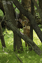 whitetail deer