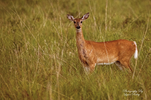 whitetail deer