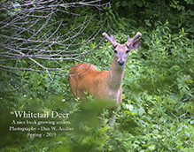 whitetail deer