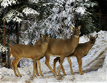 whitetail deer