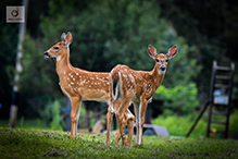 whitetail deer