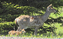 whitetail deer