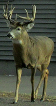 whitetail deer