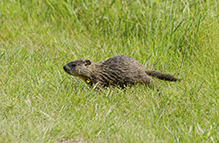 woodchuck