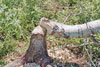 Beaver Sign Beaver Sign