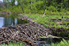 beaver dam beaver dam