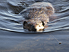 American beaver