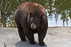 American black bear