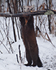American marten